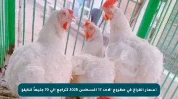 أسعار الفراخ في مطروح الأحد 17 أغسطس 2025 تتراجع إلى 70 جنيهاً للكيلو